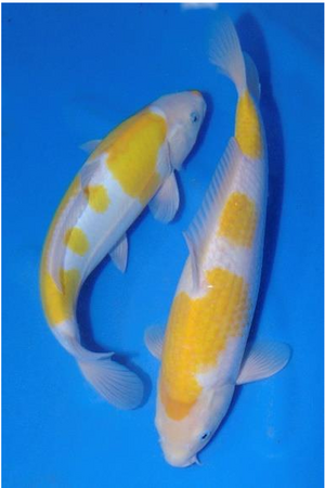 ～新潟県の独自開発の新品種ニシキゴイ「黄白（きじろ）」を初めて新潟県外の小学校へ寄贈～日本を代表する「錦鯉産業」の認知向上・産業振興にむけて埼玉県内小学生へ新潟県よりオンライン授業を実施