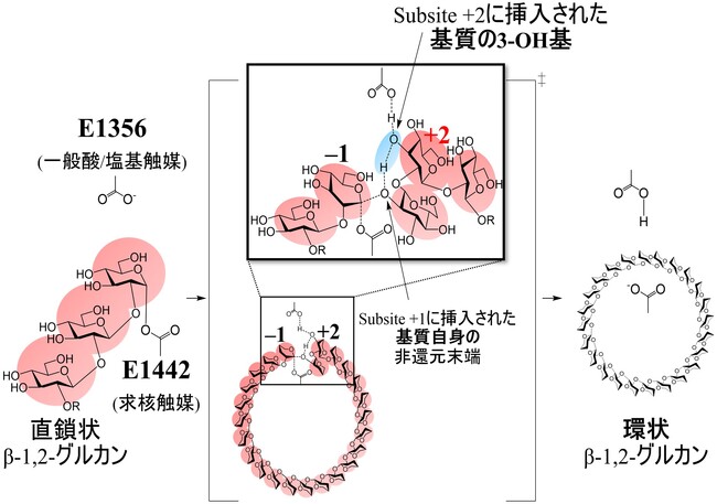 β-1,2-グルカンの環化に関わるメカニズムを解明