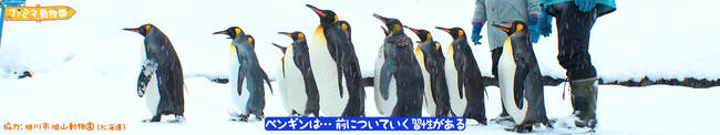 可愛い動物が大集合！迫力の三画面でさまざまな動物を紹介していくオリジナル新番組「ファミマ動物園」が2月13日（火）よりFamilyMartVisionで配信スタート！