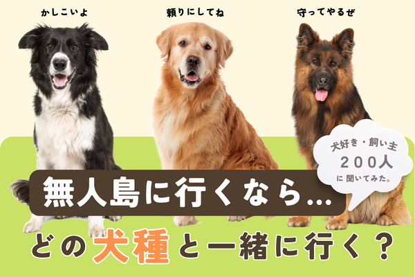 無人島に連れて行くならどの犬種？擬人化したら話したいのは？【犬好き200人アンケート】