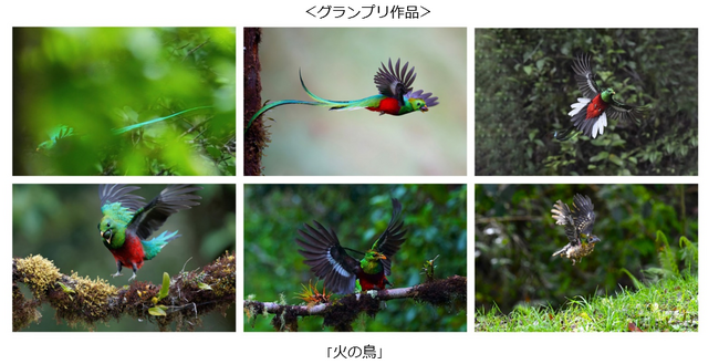 「エプソンフォトグランプリ」「epSITE ONLINE PHOTO CONTEST」の入賞作品決定