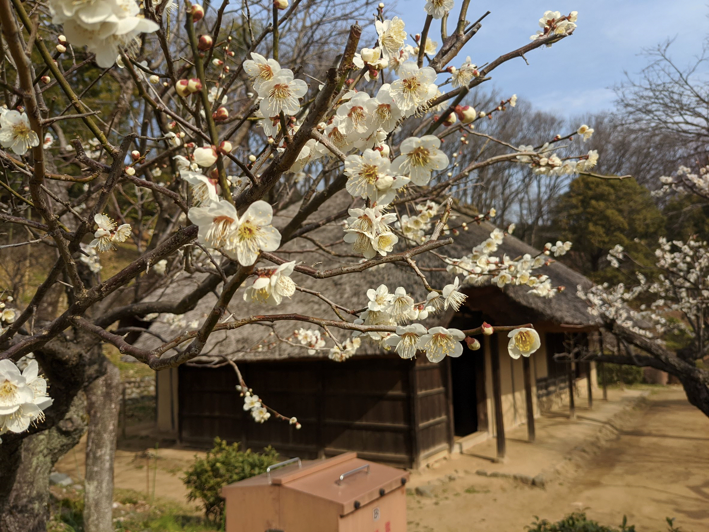 【東京都町田市】「町田薬師池公園四季彩の杜薬師池　梅まつり」を開催します