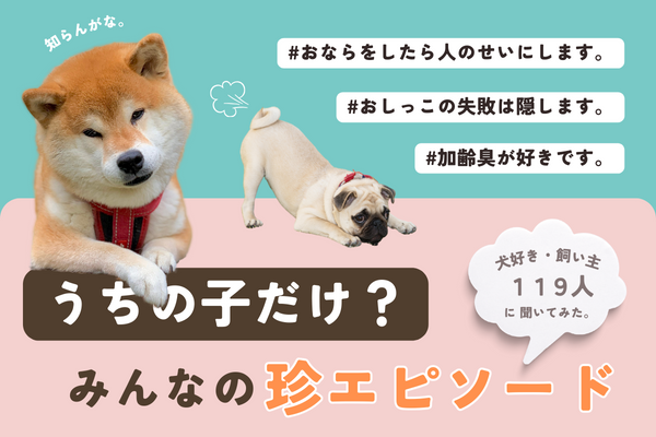 思わずクスッ！これって愛犬だけ！？わんちゃんの面白行動や珍エピソードを紹介【飼い主119人アンケート】