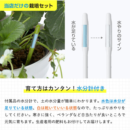 新商品「おうちでいちご狩りができる大きなイチゴ鉢」2月15日より150鉢限定先行販売