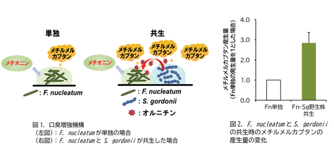 特定の口腔細菌の“共生”で口臭原因物質が増える「口臭増強機構」を発見