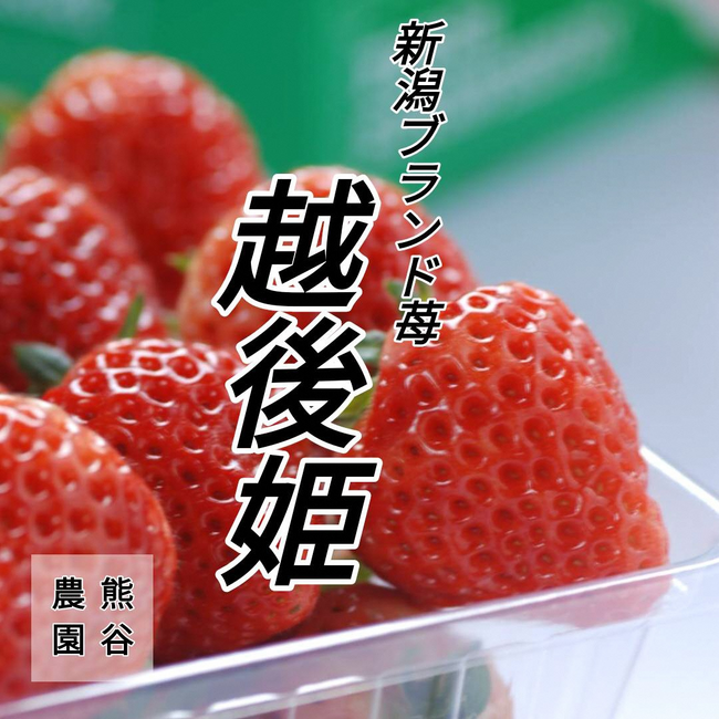 【新潟県三条市 ふるさと納税】新規返礼品として、越後姫（いちご）の取扱いを開始