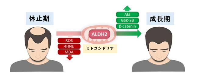 「髪の毛が育つ」薄毛に悩む方必見！毛包「再稼働エンジン」発見