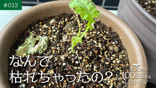 時短やタイパもいいけれど…時間をかけるのも楽しい・嬉しい・難しい！！お客さんからの注文を受けて、畑でタネをまき、作物を育てる一日限定のレストラン『注文から100日くらいかかるレストラン』動画公開