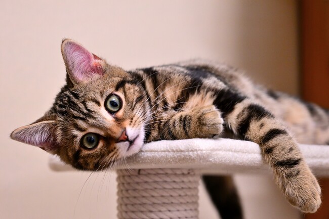 「ねこプロ専攻」がさらに飛躍！“ねこプロ”への深化を図る「アドバンスコース」が2024年4月に新たにスタート！