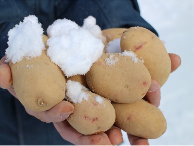 【らでぃっしゅぼーや】暖冬による少雪が心配でしたが…出荷を待つのみ！寒さに耐えて甘みがグンとアップ！“ 雪室・雪下野菜 ”のベストシーズンがスタート