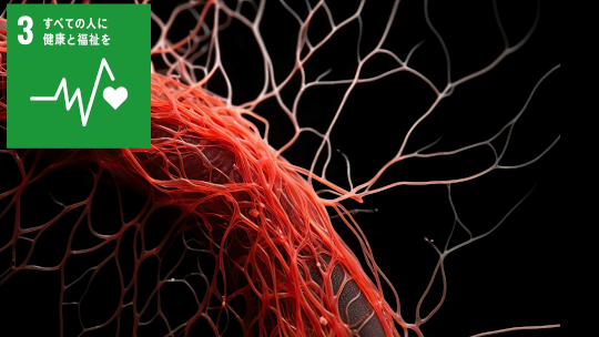 血管が枝分かれするのに必須な因子の同定-抗老化転写因子が血管では分岐安定化をもたらす-