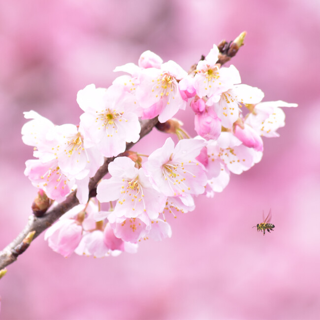 早咲きの桜「春めき」が卒業を祝う 神奈川県南足柄市発祥の「春めき」が見頃を迎えます