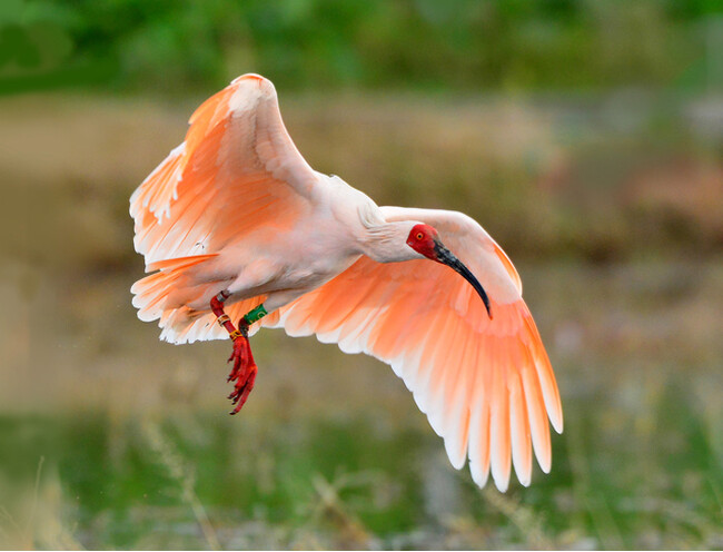 5年ぶりの会場開催　文弥人形上演会　3月10日（日）