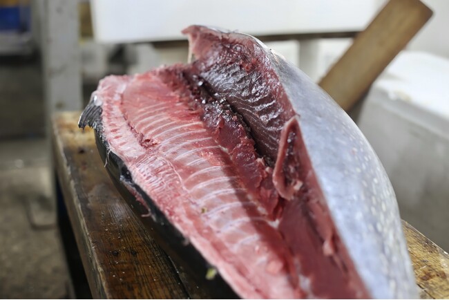 浜松SANKO海商の毎月恒例まぐろ即売会、2024年2月25日8時スタート!