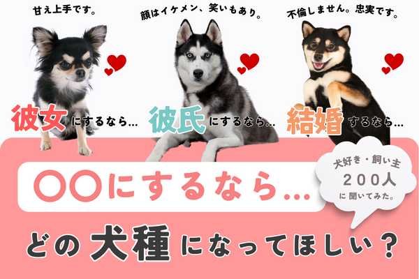 恋人にするならどの犬種？お母さん・お父さん、結婚するなら？【犬好き200人アンケート】