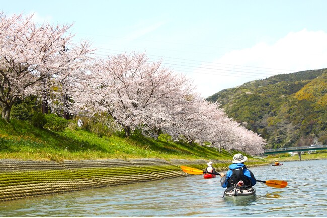 水面から望むお花見体験　休暇村南伊豆「Sakura Kayak 弓ヶ浜さくらツアー」を３月２３日より実施　～２０２４年のお花見はカヤックに乗って～