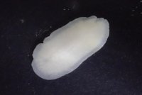 暗い海底に住む白無垢姿の新種ヒラムシを発見！