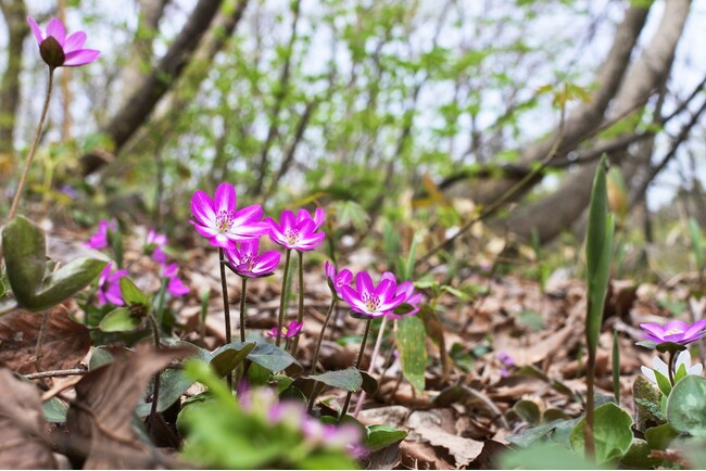 国内有数の雪割草の花場と協賛施設を巡って長岡の早春を楽しもう！「えちご雪割草街道2024スタンプラリー」を開催