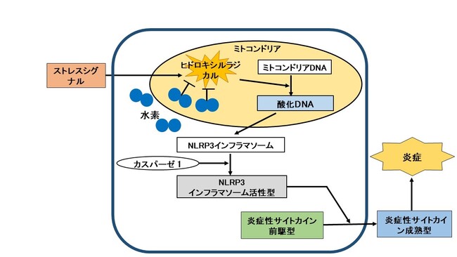 水素医療の展望に関する論文がネイチャー社から書籍として出版