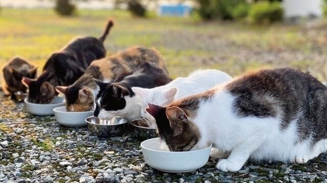 “餌やり禁止条項”は必要か？条例案の問題点について沖縄県とどうぶつ基金が意見交換