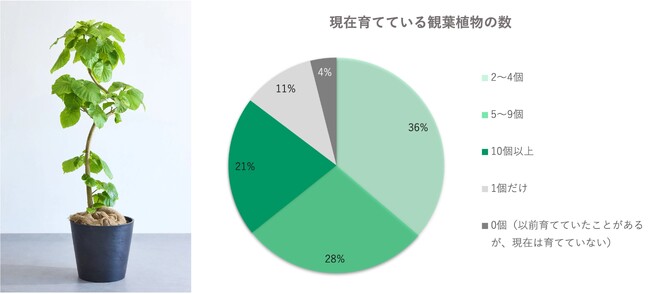 ＜観葉植物との暮らしに関する意識調査＞10人に1人が植物にネーミング！より豊かな植物との暮らしを目指す”プランツニスタ”が2024年欲しい植物TOP5を発表