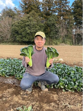 今年の小松菜は「低価格で品質は例年通り」