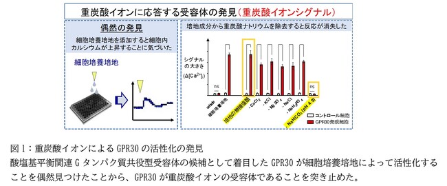 重炭酸イオンを感知するGタンパク質共役型受容体の発見