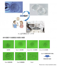 DENBAの技術が不妊治療に新たなソリューションを提供　体外受精胚移植における妊娠および分娩率(生児獲得率)が大幅向上