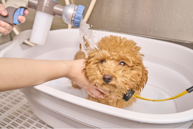 イオンペットの展開する全国のグルーミングサロンで、生後10週齢からの子犬を対象とする新たなグルーミング、「パピーグルーミング」のサービスを開始