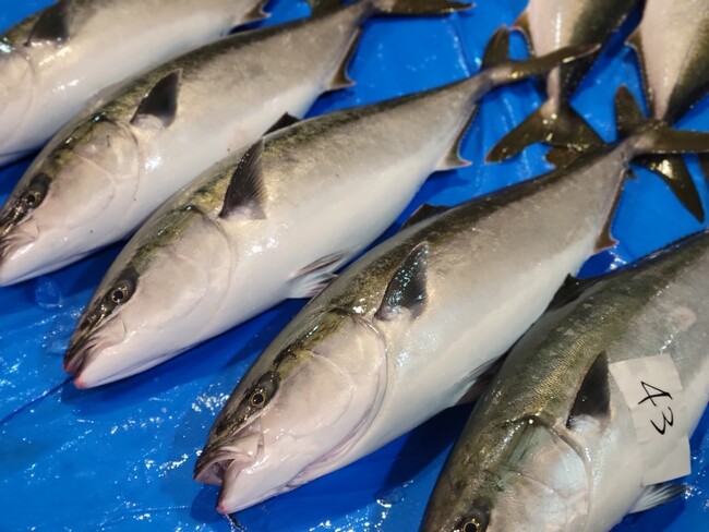 いま、私たちにできること。天然ブリの消費で被災地を応援!