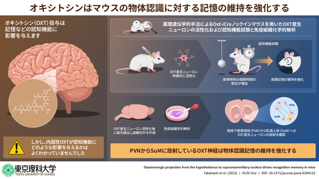 認知機能亢進作用に対する内因性オキシトシンの影響を神経回路レベルで解明