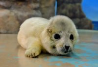 ゴマフアザラシの赤ちゃん誕生！愛くるしい赤ちゃんの姿をご覧いただけます！