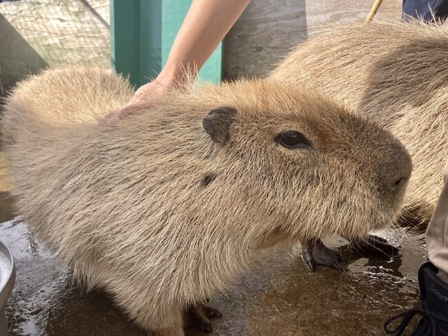 ホテルガーデンに動物が集合！カピバラ、ペンギン、鷹など約10種と記念撮影　「今井浜ミニ動物園」開催