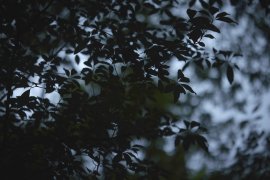 クロモジをメインとしたライフスタイルブランド クロモジをメインとしたライフスタイルブランド