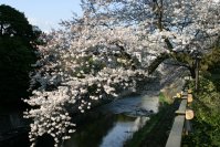 伊東市に桜のトンネル出現　春の訪れ3月23日～4月7日まで「さくらの里夜桜観賞会」を開催！