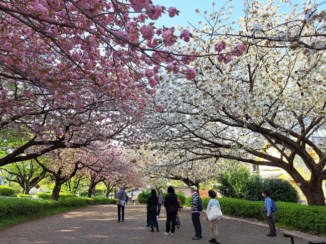 【東京都町田市】桜を守ろう！「まちだのさくら」を未来へ