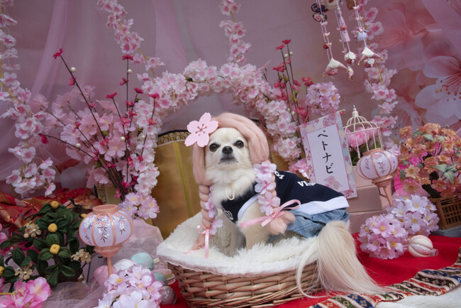 犬猫健康エンタメアプリ「ペトナビ」が、国内最大規模ドッグイベントで春空間を展開！お内裏様＆お雛様ワンちゃんが多数登場