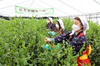 新茶シーズンに先駆けて！初摘み新茶を販売します。