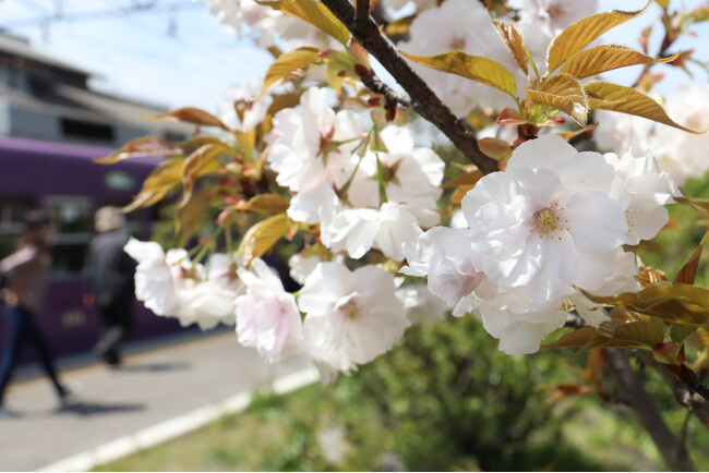 「春の京都と嵐電」写真コンテスト受け付け中　京都新聞と嵐電コラボ