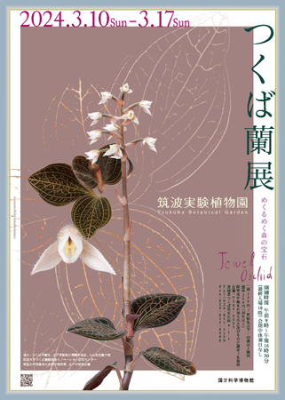 【国立科学博物館 筑波実験植物園】宝石のように葉が輝くラン「ジュエル・オーキッド」の世界～企画展「つくば蘭展」開催のご案内～