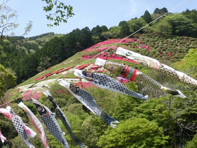 【入園無料】GWは熱海でお花見「つつじ・こいのぼりまつり」2024年4月20日（土）より開催（熱海市姫の沢公園）