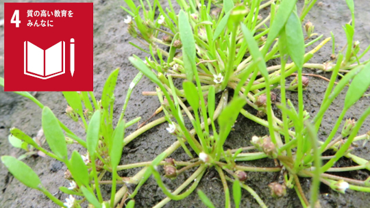 キタミソウ（絶滅危惧II類）の染色体構造の解明 ―なぜ江津湖と秋津町でしか生育していないのか？―