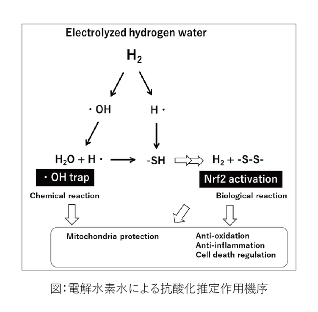 日常的な抗酸化、抗炎症が可能な電解水素水に期待　電解水素水による包括的腎臓病対策研究の総説論文を発表