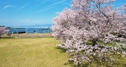 biid、桜の穴場スポット「大阪北港マリーナ」にて、手ぶらで楽しめる「お花見プラン」の開催を決定！