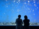 クラゲ大水槽「くらげ３６５」