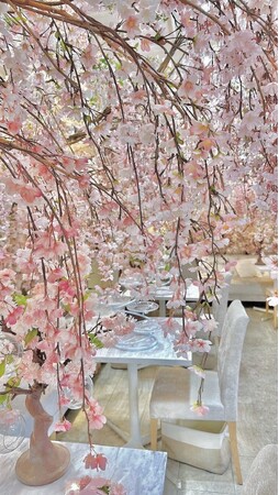 しだれ桜の饗宴と狂宴