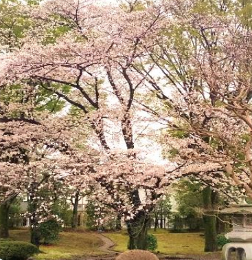 【埼玉県】「知事公館deお花見を！withかっぽフェスタ2024」を開催します！