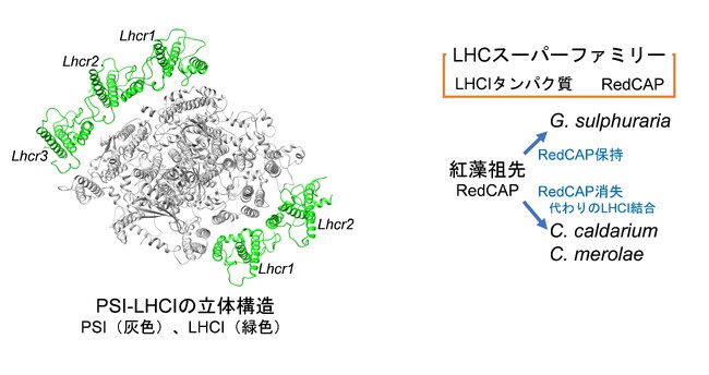 紅藻Cyanidium caldariumのPSI-LHCI超複合体の立体構造とLHCの分子進化の解明