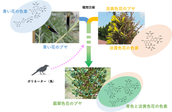 【国立科学博物館】自然界に翡翠色の花がほとんどないのは何故なのか？新たな色素解析法がその謎を解く