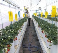 地方で農業をやりたい若者が増加も、きつい肉体労働のイメージが　早起きも重労働も腰痛もない、低コストいちご栽培が評判